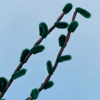 Haste Natalina Verde – 74cm