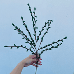 Haste Natalina Verde – 74cm